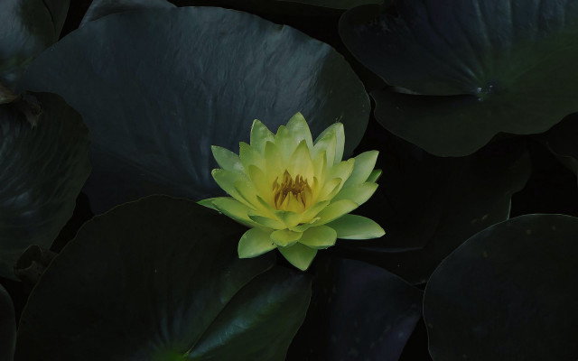 Yellow flower green leaves water free wallpaper - medium preview image