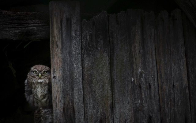 Small owl fence post barn free wallpaper - medium preview image