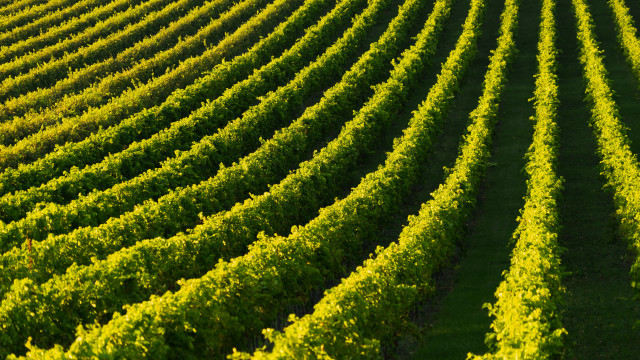 Green field vines sunset flower free wallpaper - medium preview image