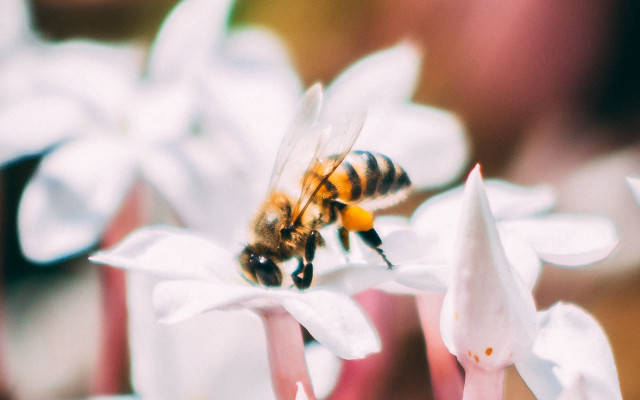 Bee flower bokeh blurry macro free wallpaper - medium preview image