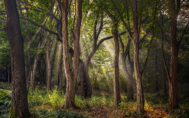 Forest light rays nature garden free wallpaper - medium preview image