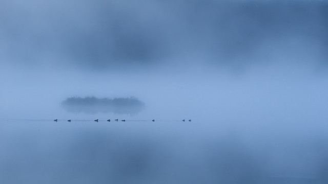 Birds foggy water tree minimalism free wallpaper - medium preview image