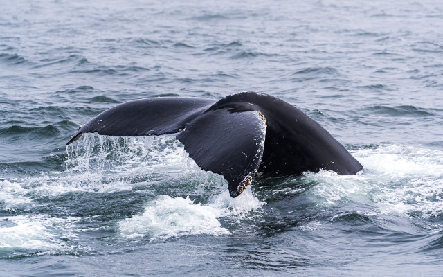 Whale dive water marine scene free wallpaper - medium preview image