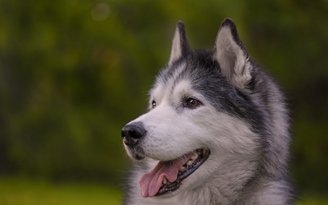 Husky smiling tongue out green free wallpaper - medium preview image