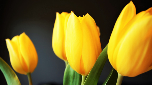 Yellow flower vase macro blurry free wallpaper - medium preview image