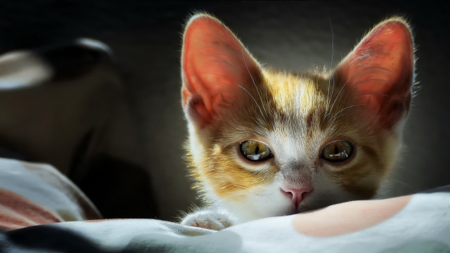 Kitten orange ears concerned look free wallpaper - medium preview image