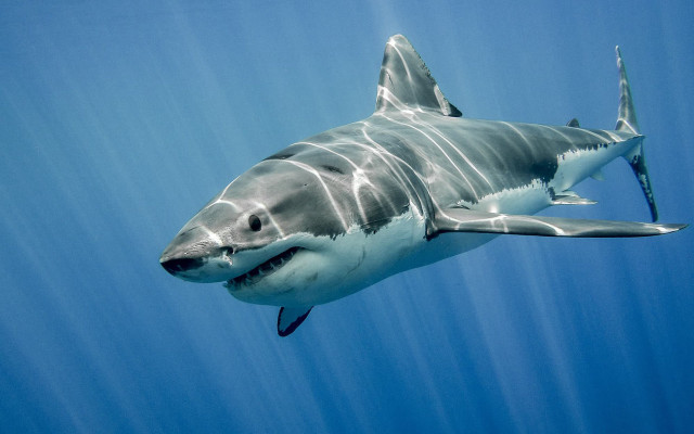 Great white shark camera attachment free wallpaper - medium preview image