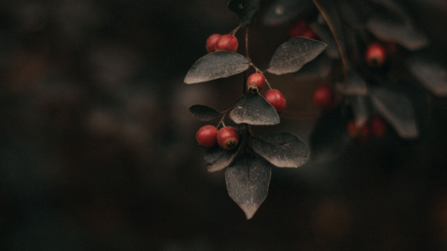 Branch berries leaves macro blurry free wallpaper - medium preview image
