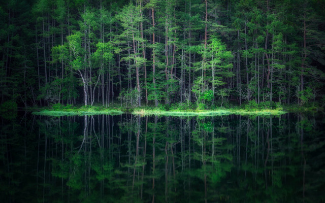 Forest lake island green trees free wallpaper - medium preview image