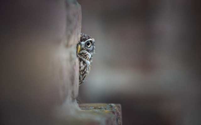 Small owl peeking behind brick free wallpaper - medium preview image