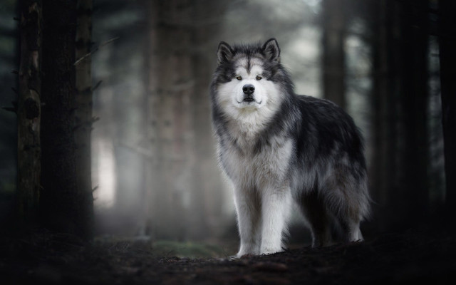 Wolf forest dog fog nature free wallpaper - medium preview image