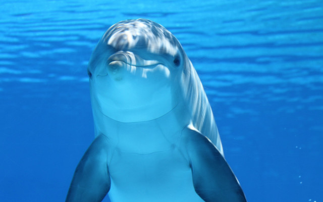 Dolphin swimming open mouth water free wallpaper - medium preview image