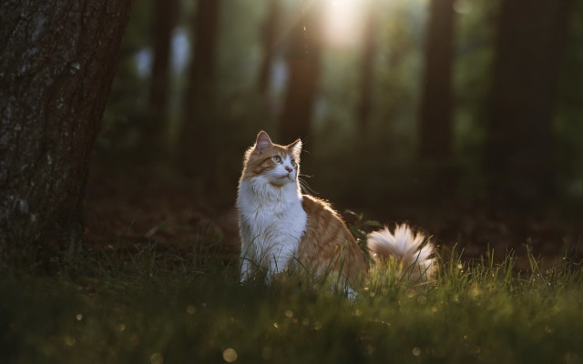 Cat grass tree woods sunlit free wallpaper - medium preview image