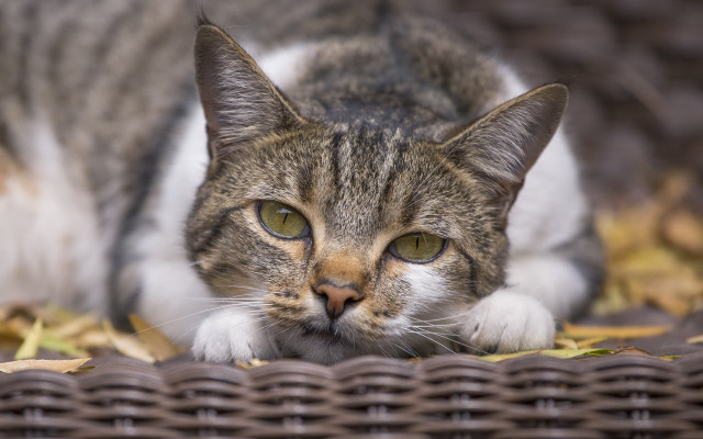 Sad cat basket focus blurry free wallpaper - medium preview image