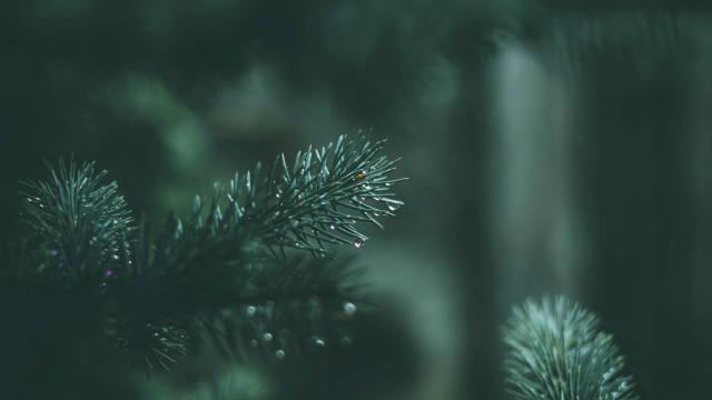Pine water drops needles blurry free wallpaper - medium preview image