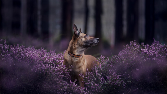 Dog purple flowers forest night free wallpaper - medium preview image