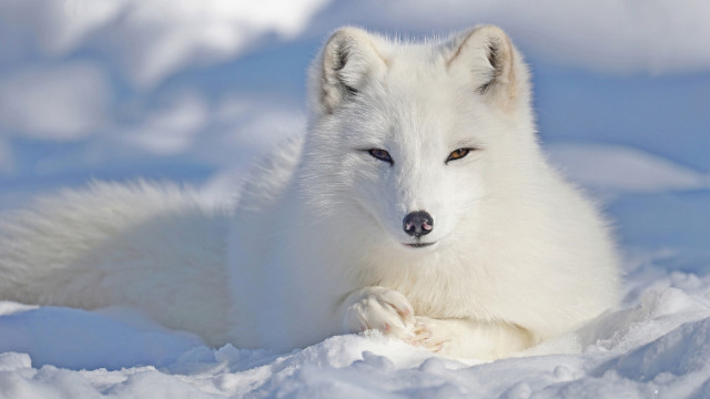 White fox snow lying wildlife free wallpaper - medium preview image