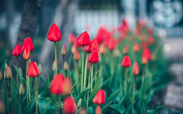 Red flowers garden bokeh blurry free wallpaper - medium preview image