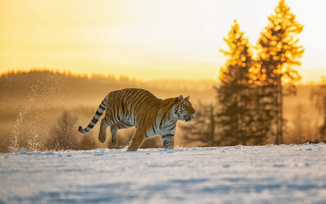 Tiger snow running forest sunset free wallpaper - medium preview image