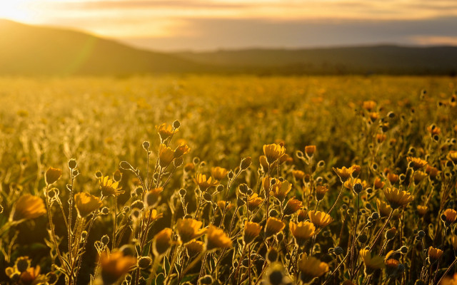 Yellow sunflower mountain autumn flame free wallpaper - medium preview image