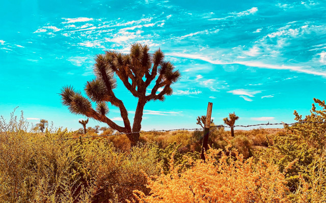 Cactus field clouds fence saturated free wallpaper - medium preview image