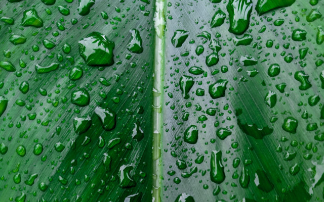 Green leaf water drops macro #61 free wallpaper - medium preview image
