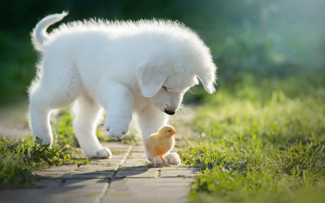 White dog yellow duck neo free wallpaper - medium preview image