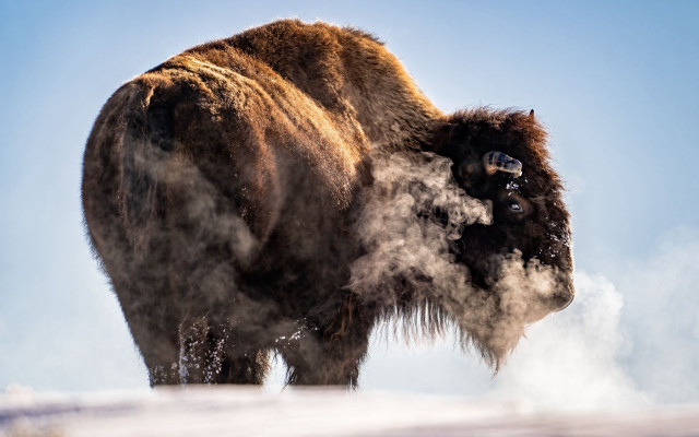 Bison dust snowy hill primitivism free wallpaper - medium preview image