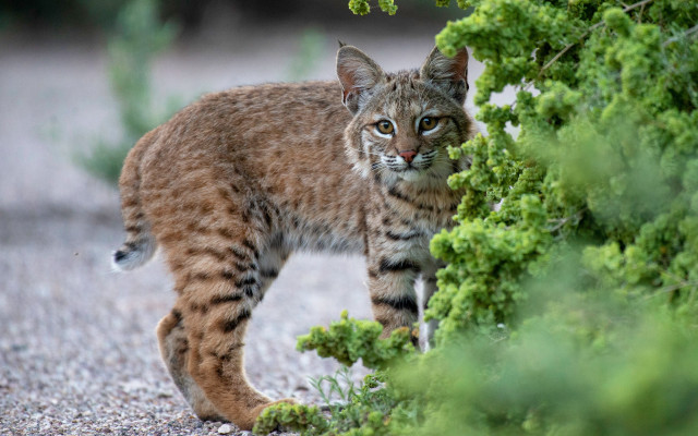 Small cat walking gravel road free wallpaper - medium preview image