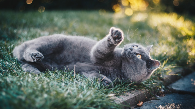 Cat grass outdoors blurry flower free wallpaper - medium preview image