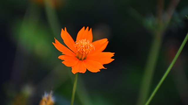 Orange flower macro blurry background free wallpaper - medium preview image