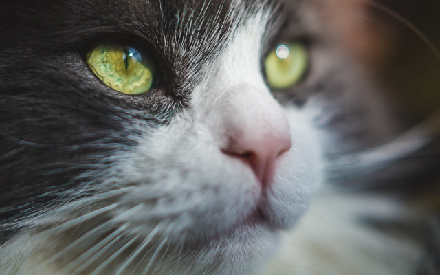 Cat closeup green eyes macro #2 free wallpaper - medium preview image