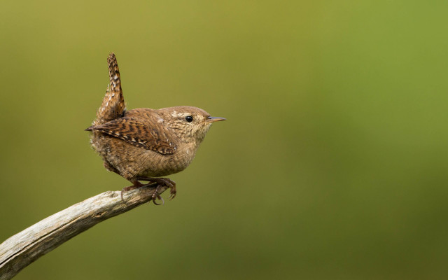 Small bird branch green background free wallpaper - medium preview image