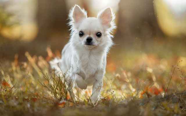 Small white dog fall field free wallpaper - medium preview image