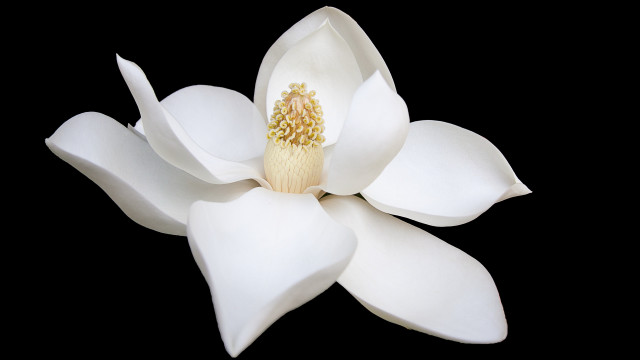 White flower macro closeup black free wallpaper - medium preview image
