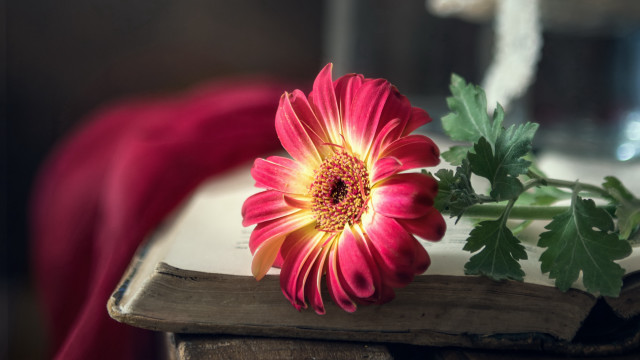 Flower book red cloth vase free wallpaper - medium preview image