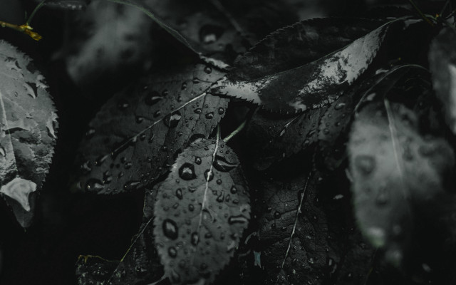 Black white leaves water droplets free wallpaper - medium preview image