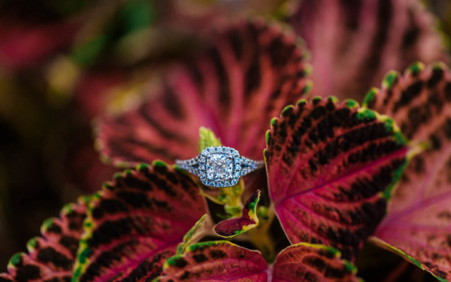 Diamond ring leafy garden bokeh free wallpaper - medium preview image