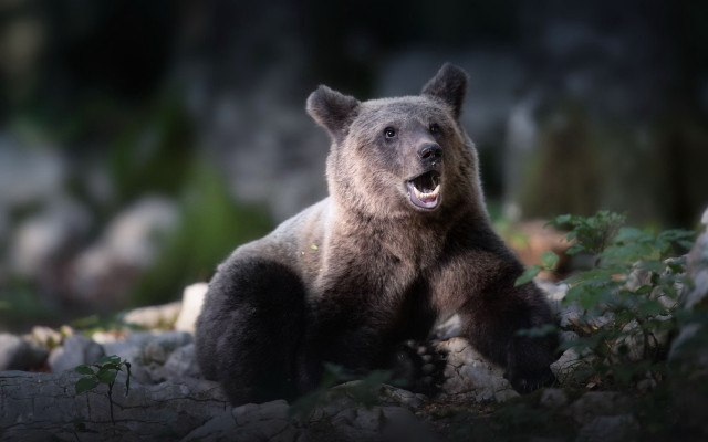 Brown bear rock woods open free wallpaper - medium preview image
