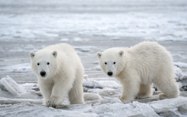 Polar bears ice water rocks free wallpaper - medium preview image