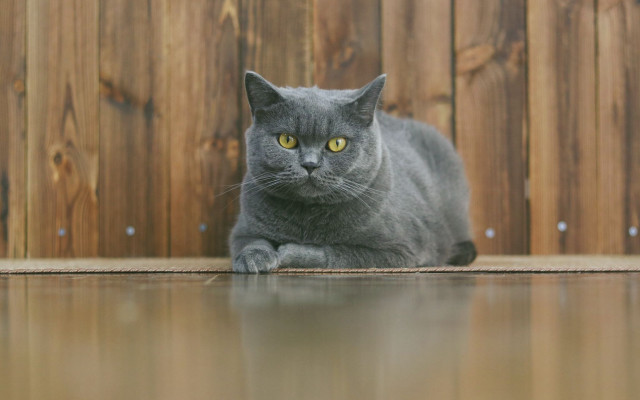 Gray cat fence yellow eyes free wallpaper - medium preview image