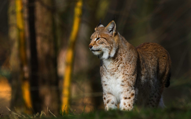Lynx woods autumn blurry depth free wallpaper - medium preview image