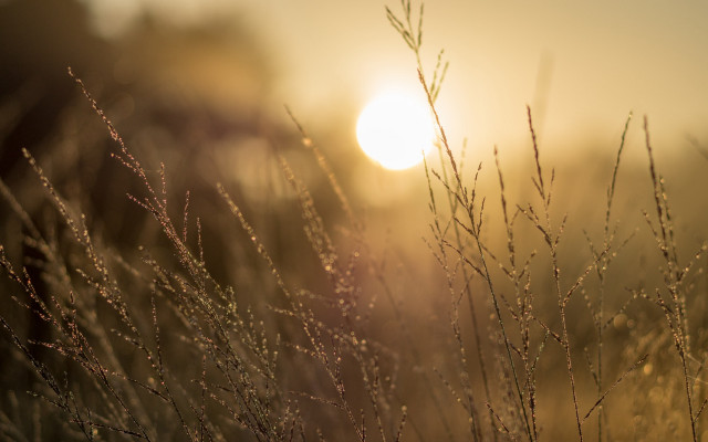 Grass sunset mountain ocean macro free wallpaper for desktop - medium preview image