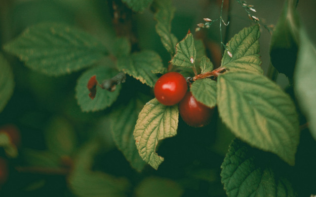 Red berries green leaves macro free wallpaper - medium preview image