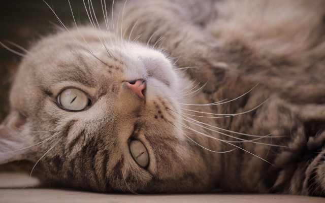 Cat back floor eyes open free wallpaper - medium preview image
