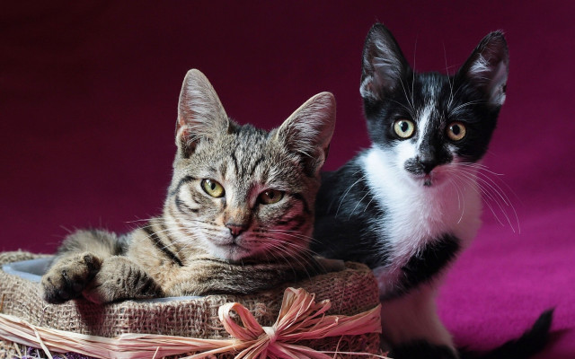 Black cat kitten basket purple free wallpaper - medium preview image
