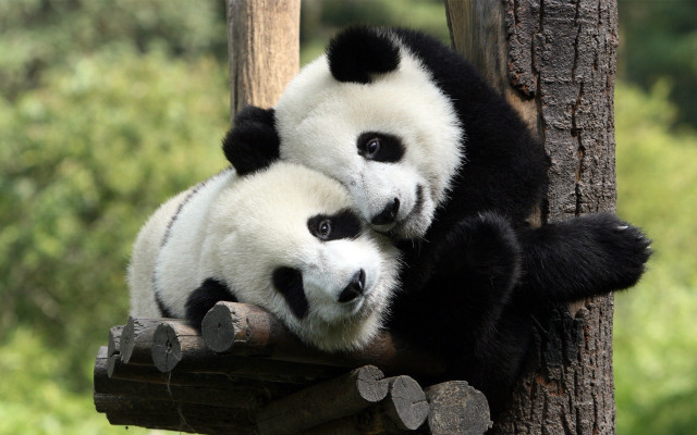 Panda hugging rubbing tree branch free wallpaper - medium preview image
