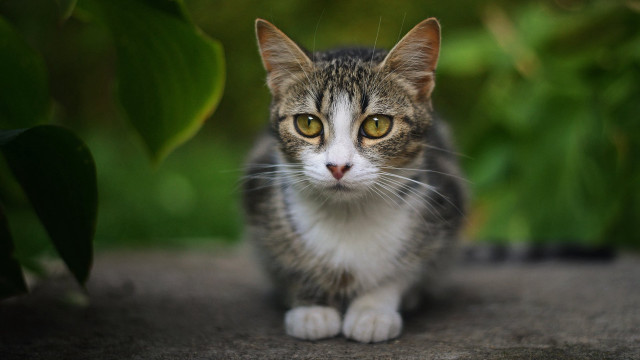 Cat plant green leaves bokeh free wallpaper - medium preview image