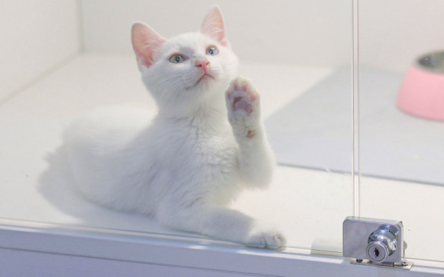 White cat shelf paw pink free wallpaper - medium preview image
