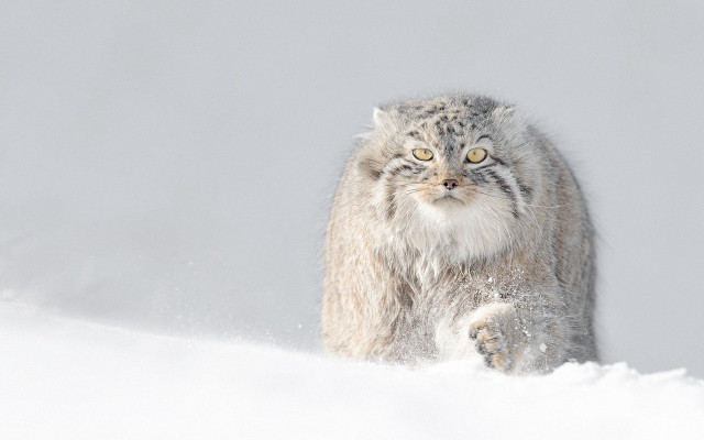 Cat walking snow big grin free wallpaper - medium preview image